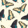 Colorful Butterflies